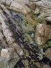 Tide pool - Carmel California