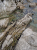 Tide pool - Carmel California